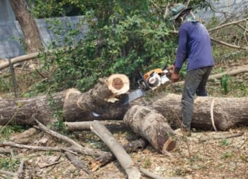 Certified-Trees-Services-Indianapolis-Tree-trunk-Cutting-chainsaw-full-tree