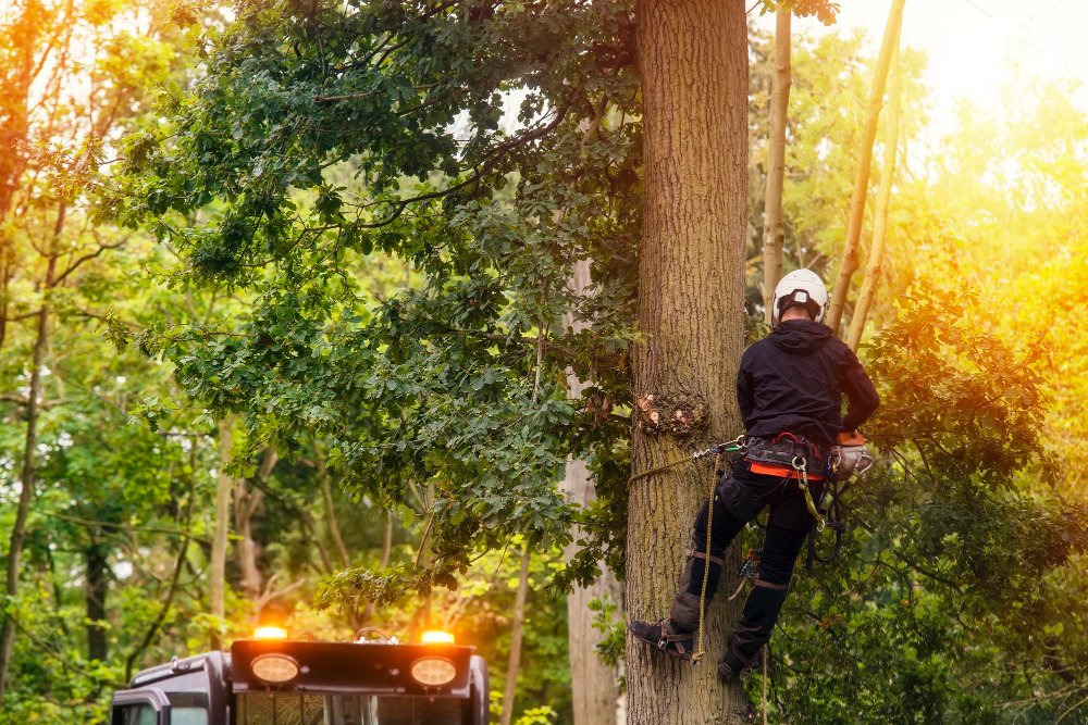 Certified-Trees-Services-Indianapolis-tree-cutting-emergency-service